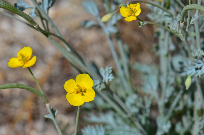 Eschscholzia minutiflora, Pygmy Poppy